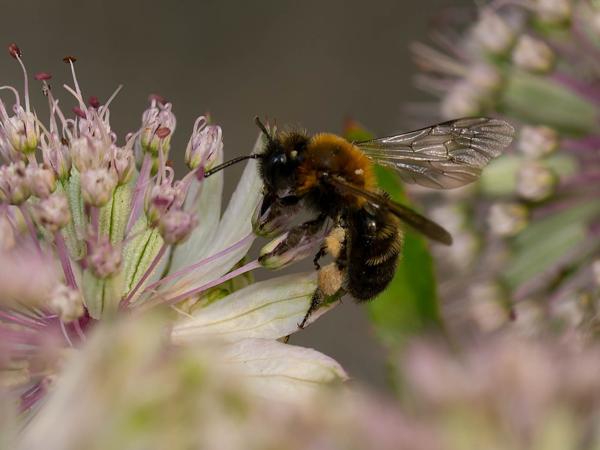 Tweekleurige zandbij (Andrena bicolor)